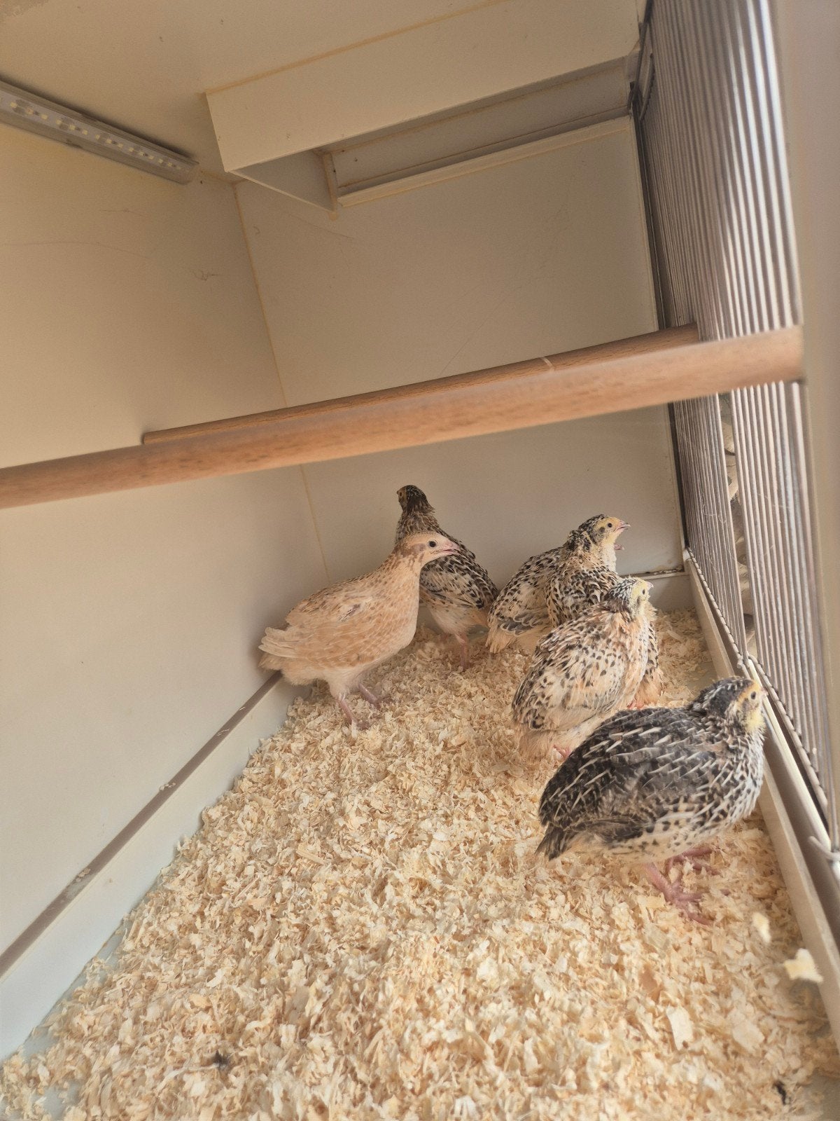 7 lieve japanse kwartels, Meerdere dieren