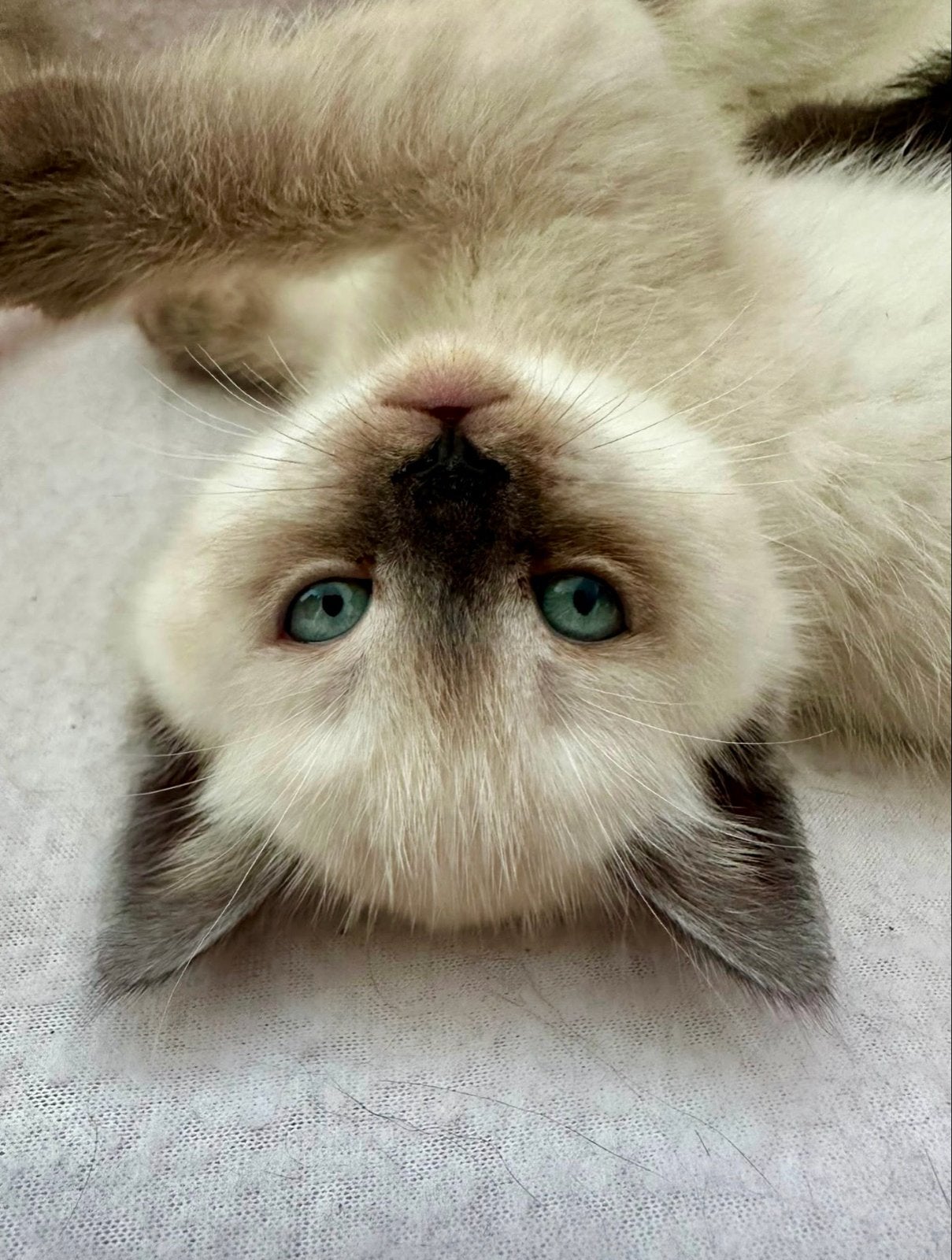 Droomkittens gezocht? Britse Korthaar kittens beschikbaar, Meerdere dieren, Ontwormd, 0 tot 2 jaar