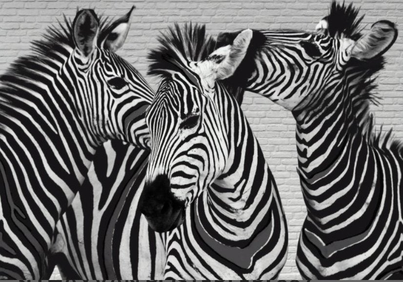 Nieuwe Zebra’s canvas 80 x 120 cm exclusief lijs, Nieuw, Ophalen of Verzenden, Print, 100 tot 125 cm
