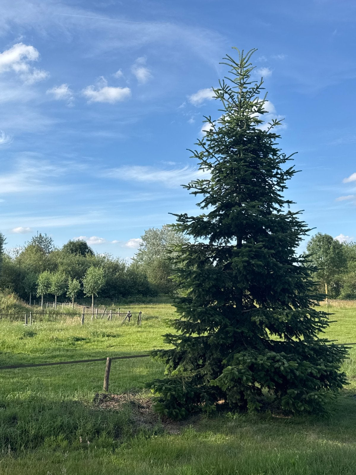 Grote Kerstboom / Spar voor Tuin of Erf, Tuin en Terras, Planten | Bomen, Volle zon, Bloeit niet, 400 cm of meer, Overige soorten