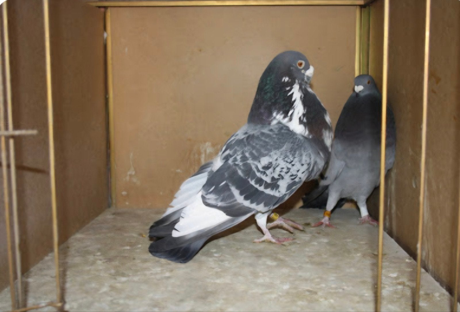 Gezocht Valenciano koppel, Dieren en Toebehoren, Meerdere dieren, Kropper