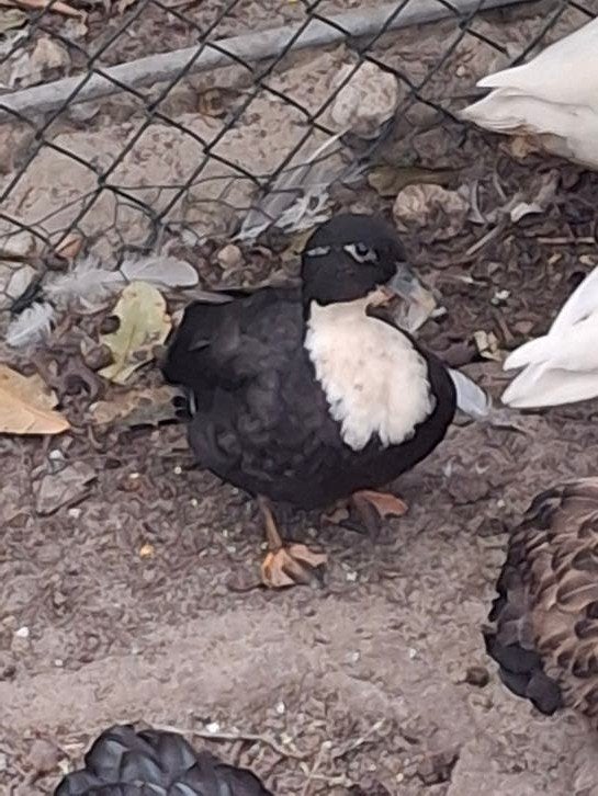 Te koop: prachtige tamme kwaker eendjes van 2026!, Dieren en Toebehoren, Meerdere dieren, Eend
