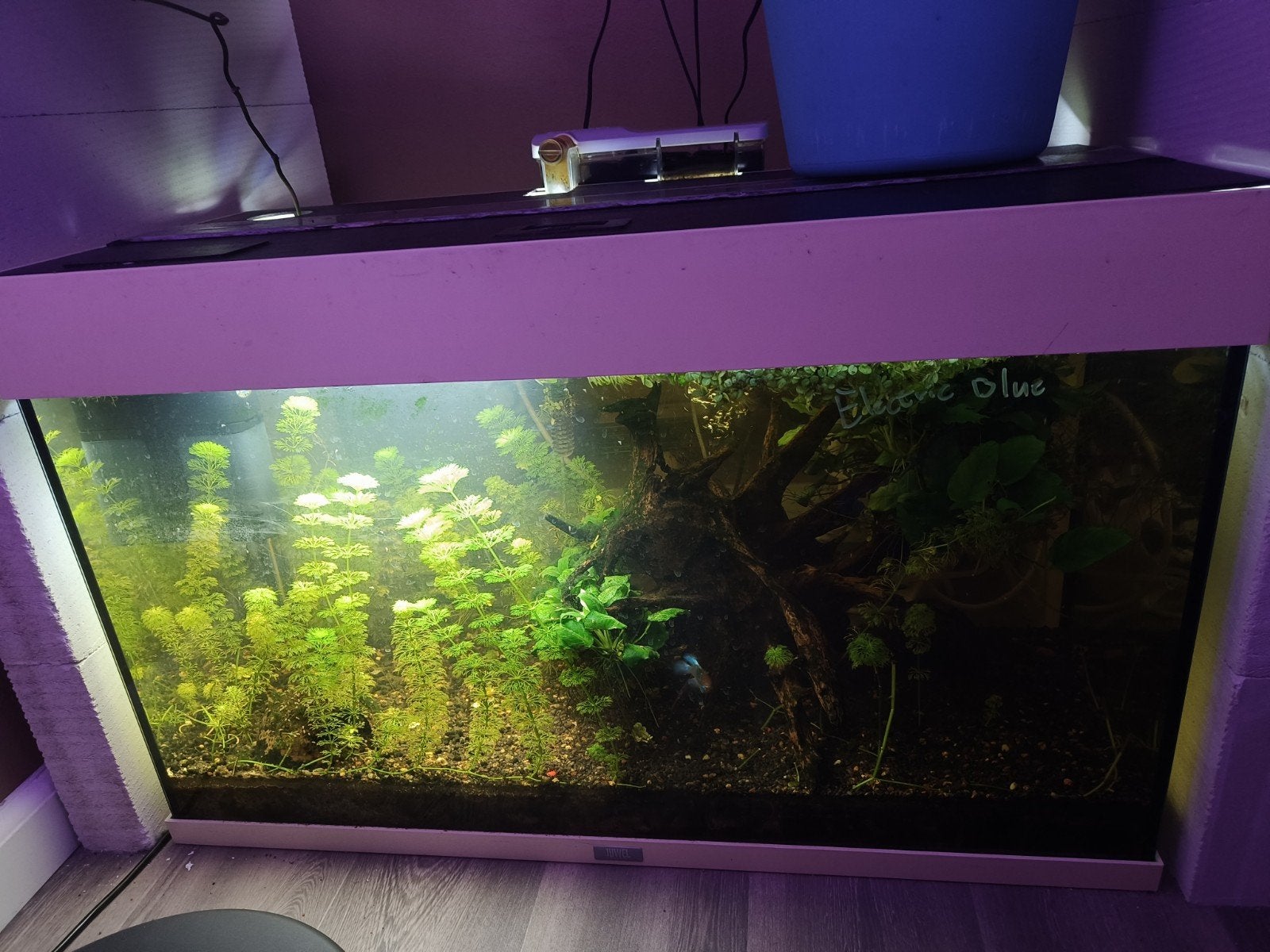 Juwel 120 liter compleet, Ophalen, Zo goed als nieuw, Gevuld zoetwateraquarium
