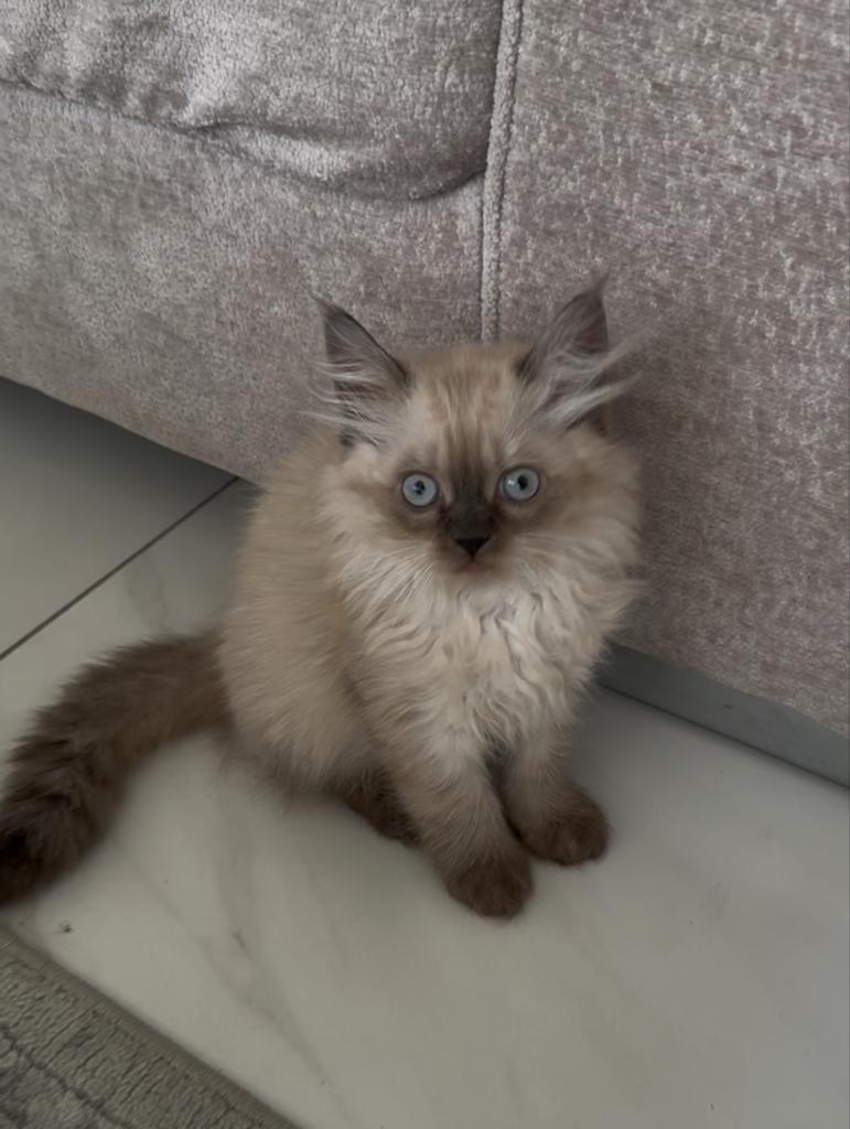 Lieve Perzische kittens - nog 2 beschikbaar