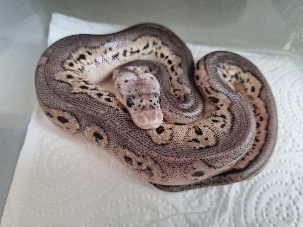 0.1 black pewter (spotnose) clown koningspython, Dieren en Toebehoren, Hagedis, 0 tot 2 jaar
