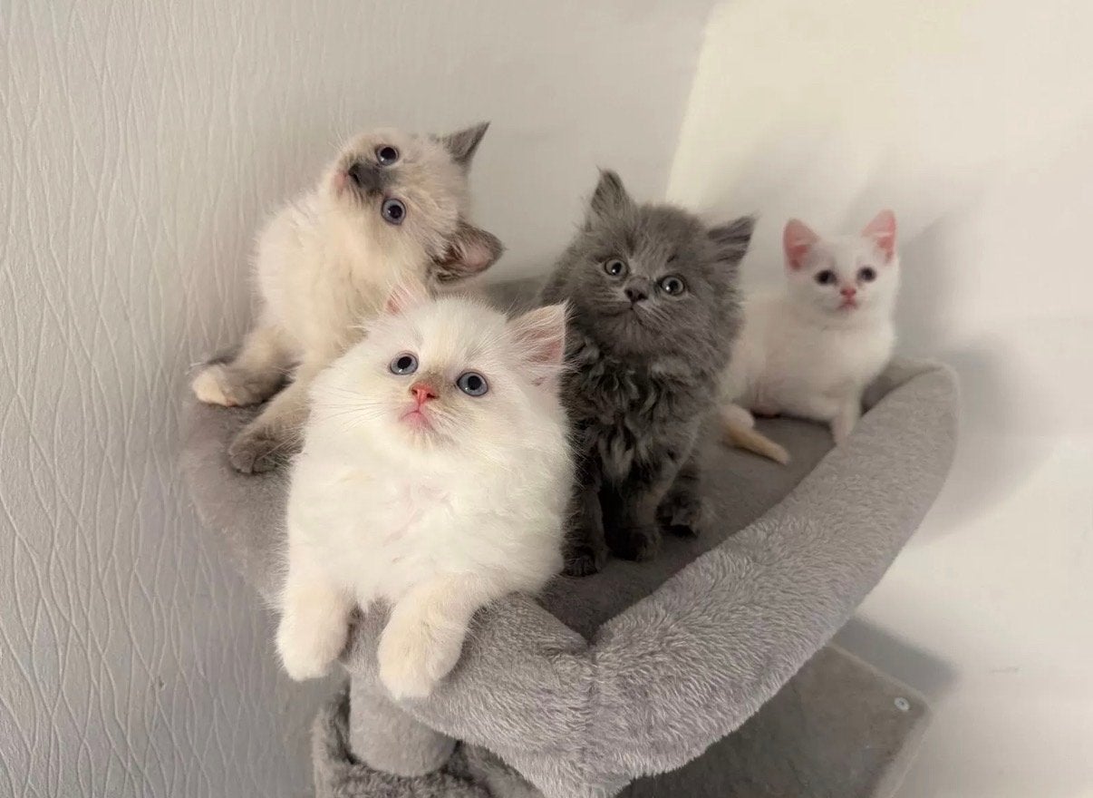 (ingeënt)Lieve Britse Kitten (BKH/BLH) en direct beschikbaar, Dieren en Toebehoren, Katten en Kittens | Raskatten | Korthaar, Meerdere dieren
