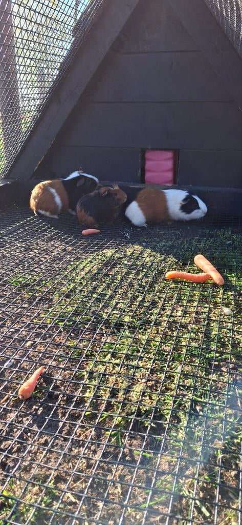 3 cavia beertjes, Dieren en Toebehoren, Knaagdieren, Maart, Mannelijk, Cavia