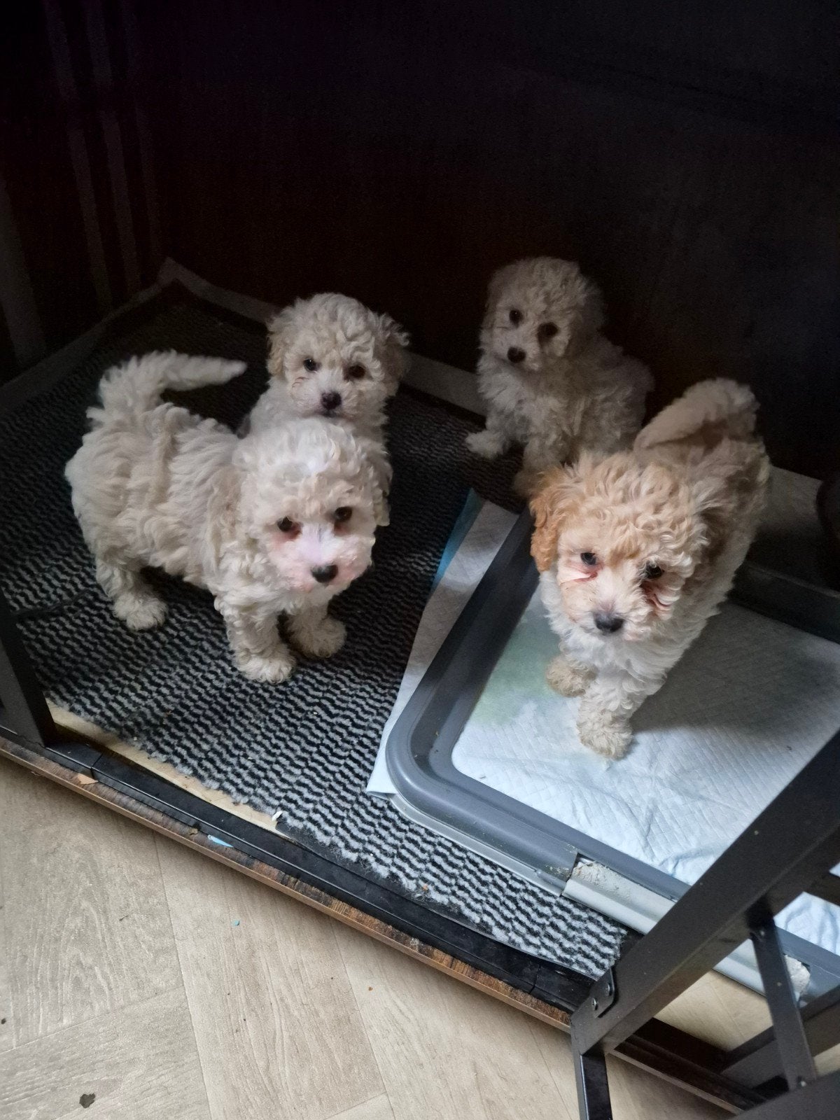 Maltipoo pups 3 teefjes  1 reutje. mooie gezonde pupjes, Dieren en Toebehoren, Honden | Chihuahua's en Gezelschapshonden, Parvo