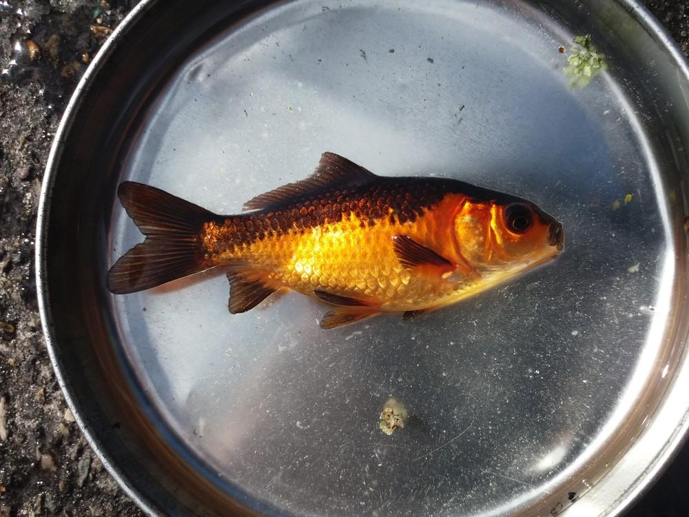 Goudvis, Dieren en Toebehoren, Vissen | Vijvervissen, Goudvis(sen)