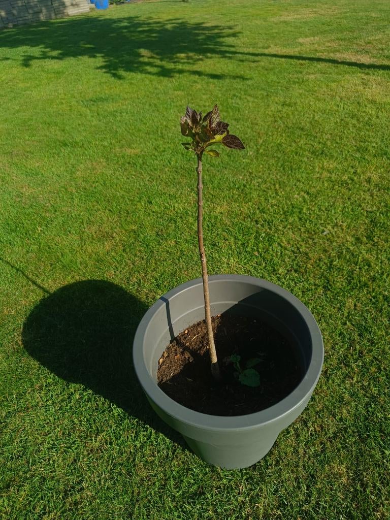 Jonge Trompetboom (Catalpa) ca. 60 cm hoog met pot, Tuin en Terras, Planten | Bomen, Minder dan 100 cm, Zomer, Volle zon, In pot
