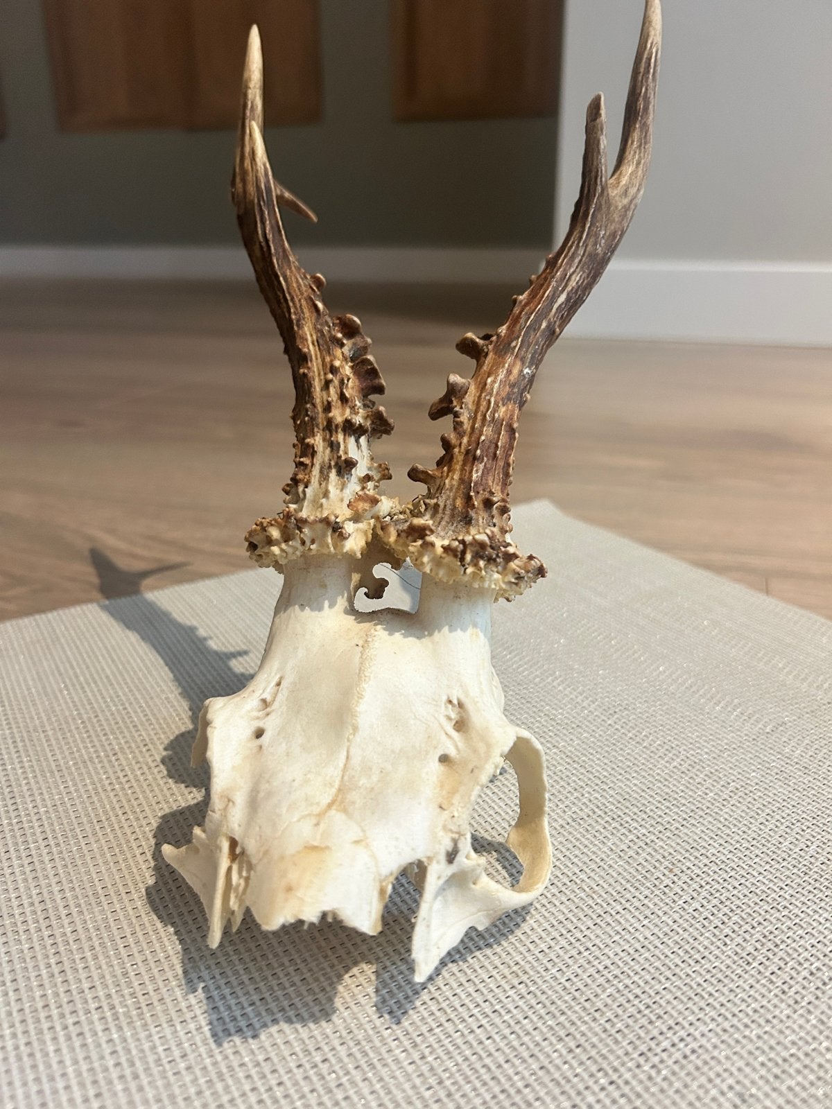 Hertenkop met gewei - 13 cm, Ophalen of Verzenden, Gebruikt