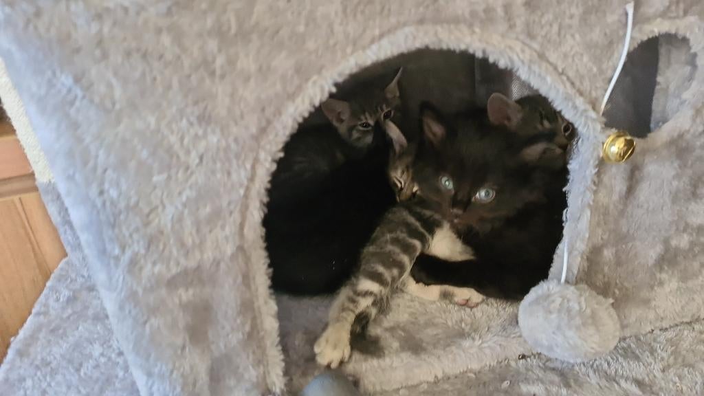 Kittens, Dieren en Toebehoren, Katten en Kittens | Overige Katten, Meerdere dieren, Kortharig, 0 tot 2 jaar