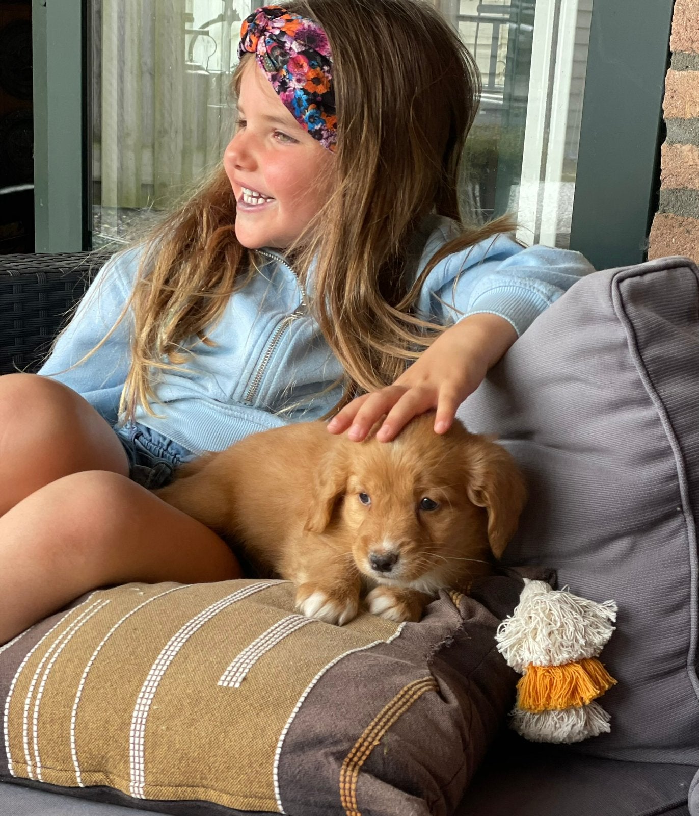 Nova scotia duck tolling retriever, Nederland, Parvo, Overige rassen, 8 tot 15 weken