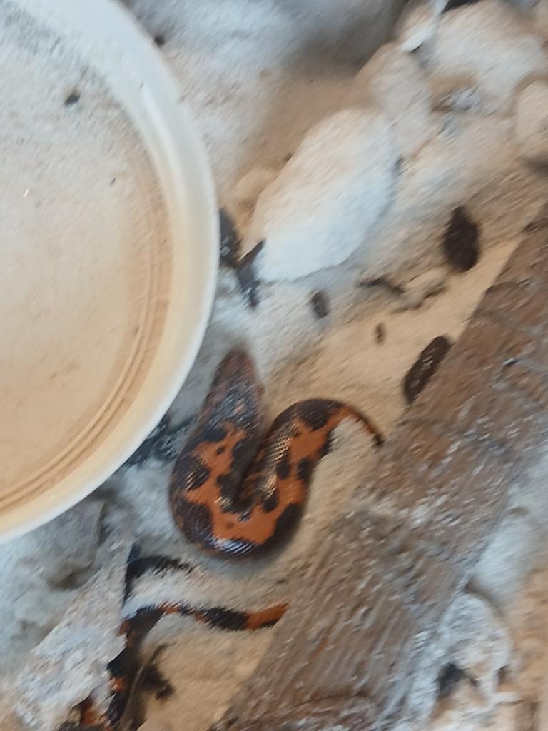 ERyx colubrinus loveridgei NK 2025, Dieren en Toebehoren, Slang, 0 tot 2 jaar