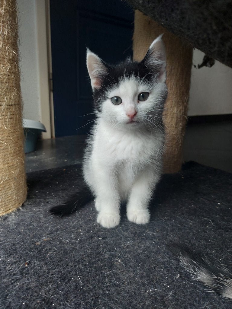 2 lieve kittens te koop, Dieren en Toebehoren, Poes, Kortharig, 0 tot 2 jaar