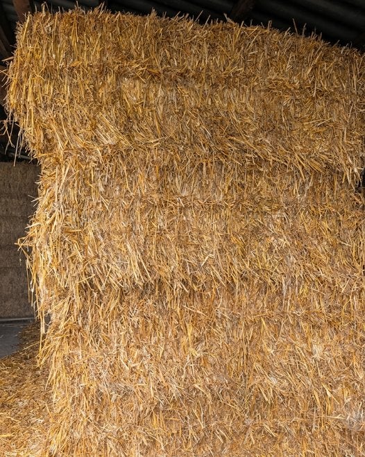 Haverstro Oogst 2025 | Grote Pakbalen | Droog Opgeslagen, Ophalen, Vee