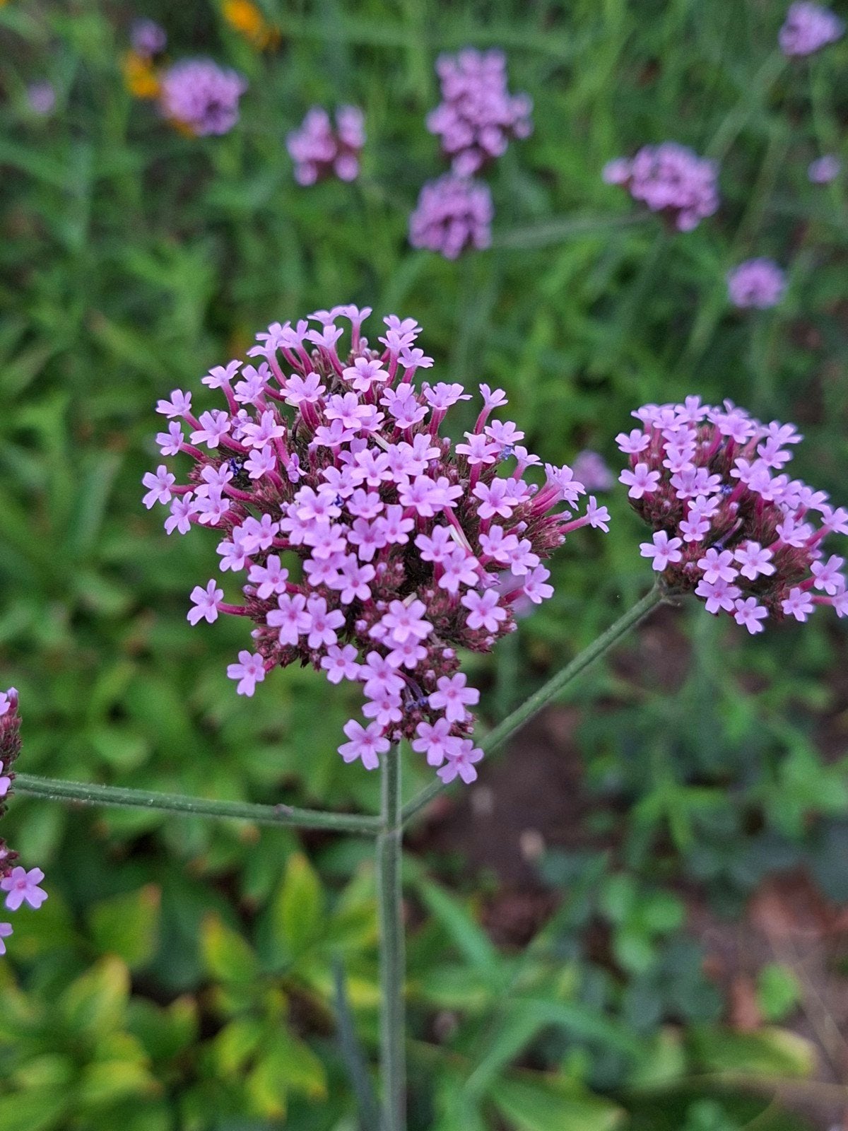 IJzerhard (Verbena bonariensis) - Paarse bloemen, Ophalen