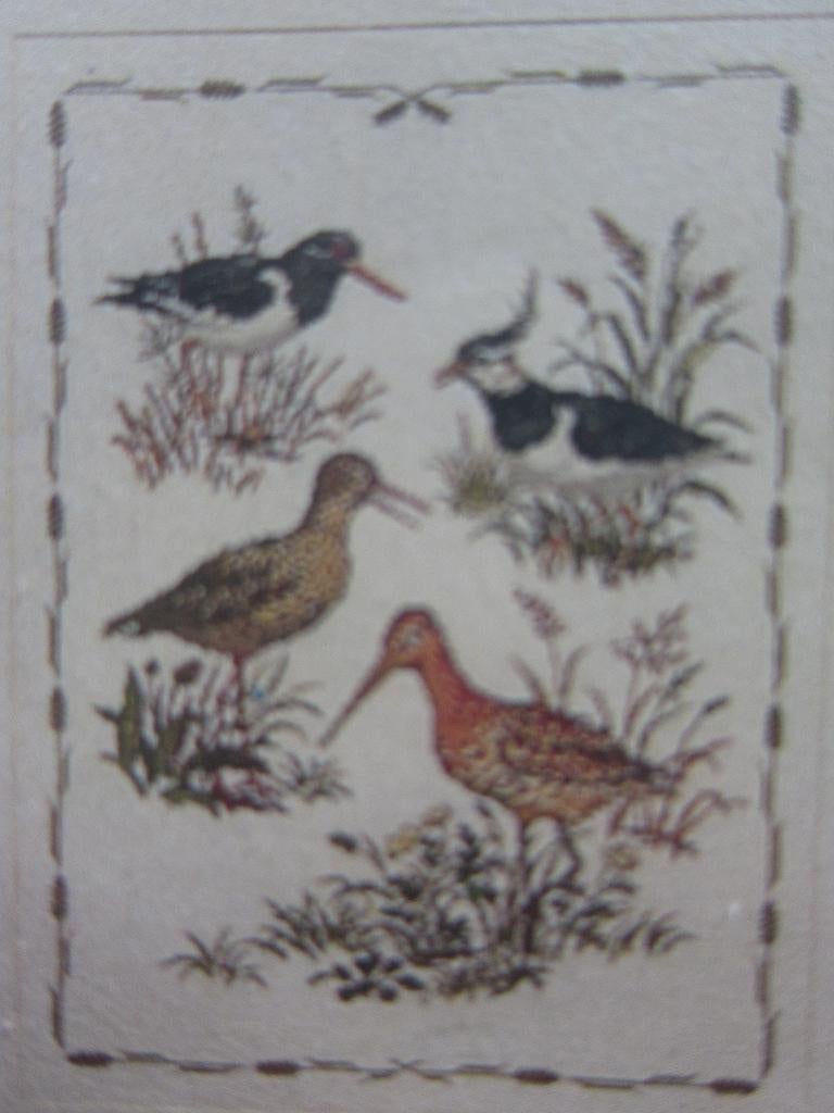 borduurpatroon kievit grutto borduren watersnip kolibri, Hobby en Vrije tijd, Ophalen of Verzenden, Zo goed als nieuw, Handborduren