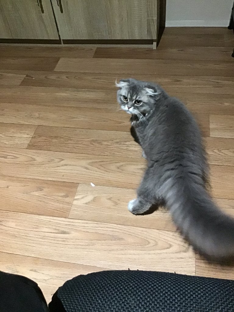 Katten, Kater, 0 tot 2 jaar