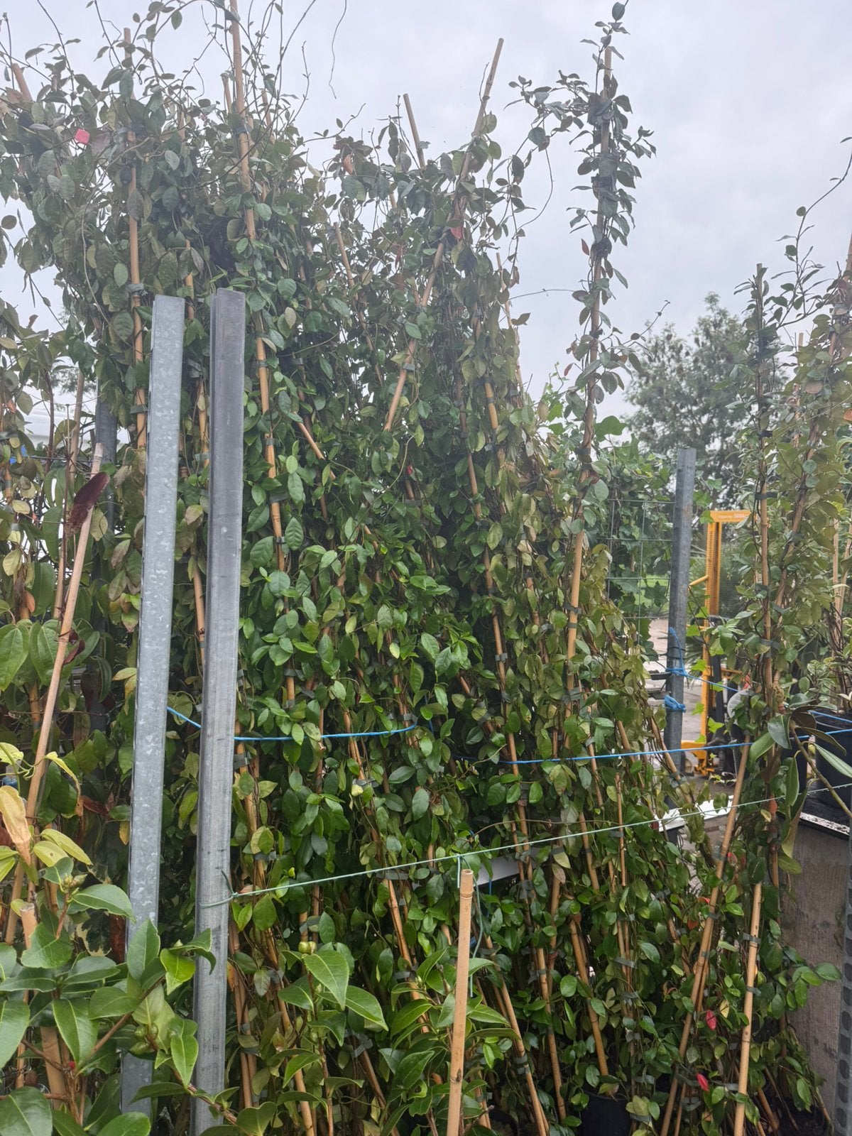 Stunt goedkoopste van marktplaats gele jasmijn 2m nu 12,-pst, Tuin en Terras, Ophalen, Volle zon, Vaste plant, Klimplanten