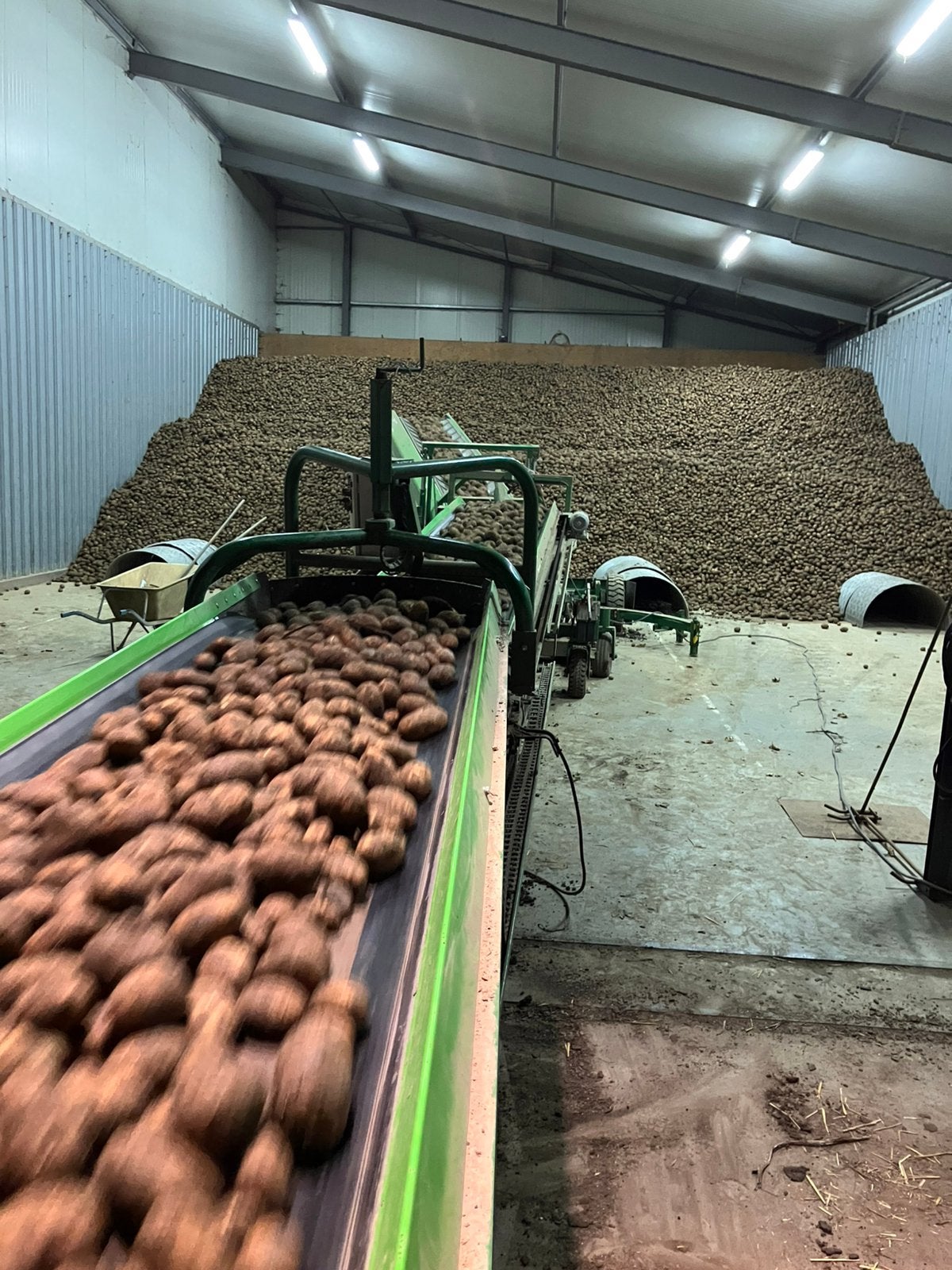 Agria aardappelen, Ophalen