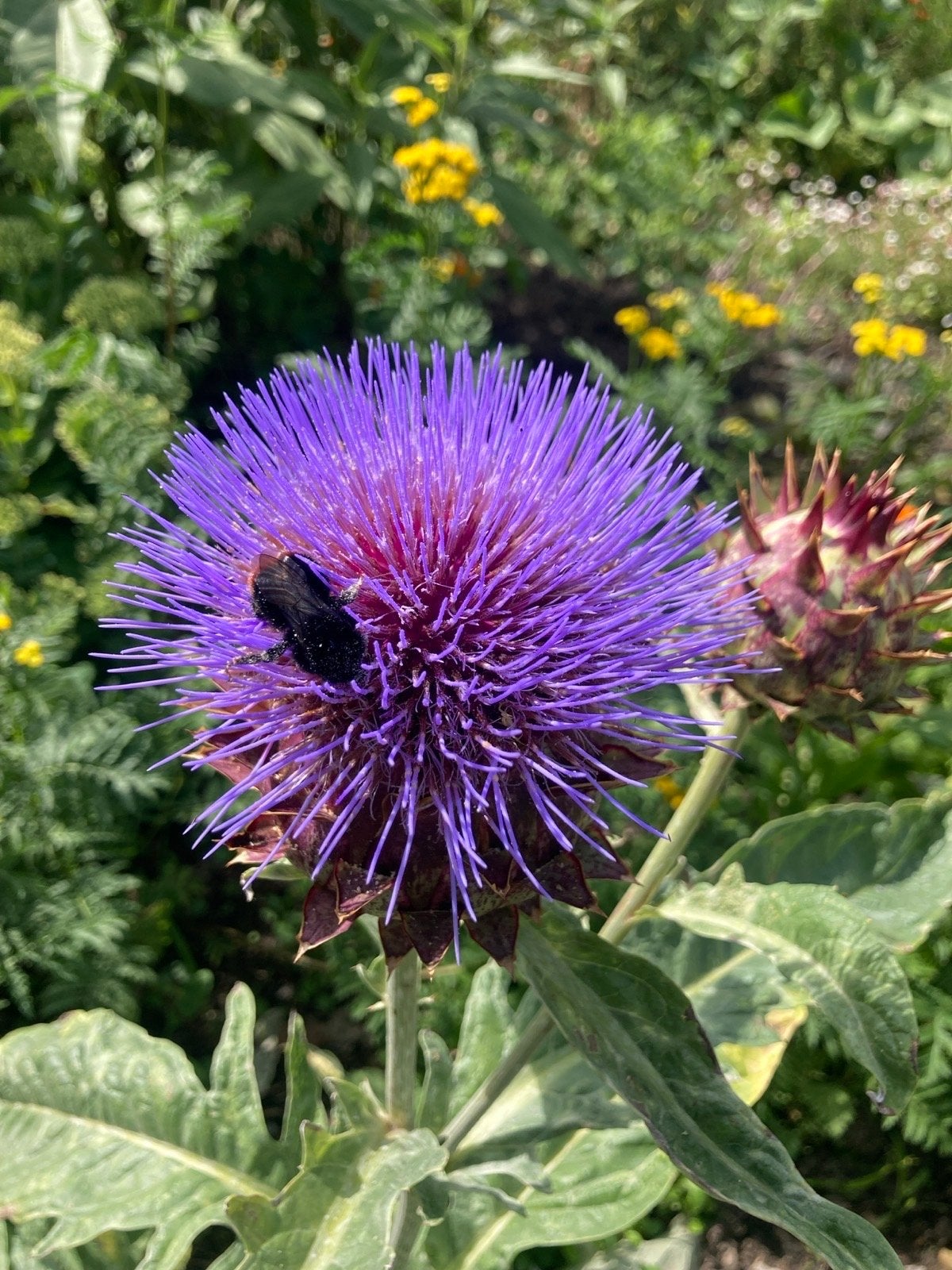 Planten - Kardoen, Ophalen, Volle zon, Zomer, Groenteplanten