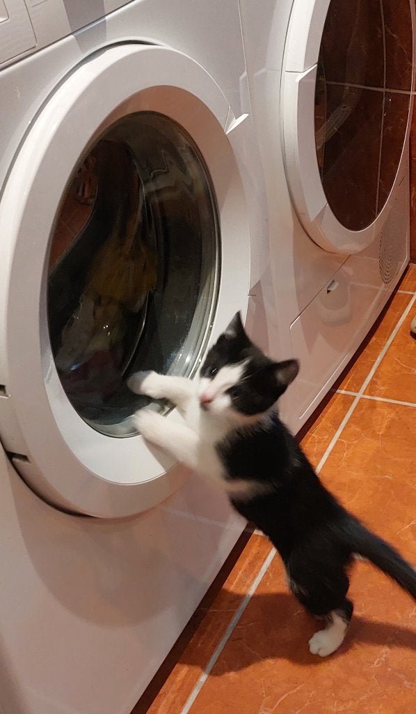 kittens, Dieren en Toebehoren, Katten en Kittens | Raskatten | Korthaar, Meerdere dieren, Ontwormd, 0 tot 2 jaar