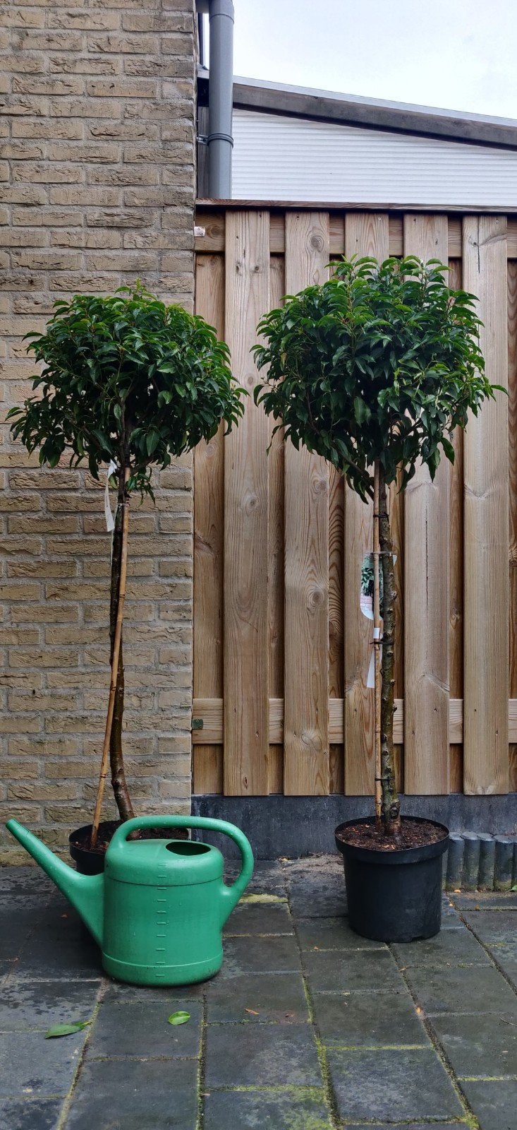 Prachtige Portugese Laurier - Prunus lusitanica Angustifolia, 100 tot 250 cm, Zomer, Volle zon, In pot