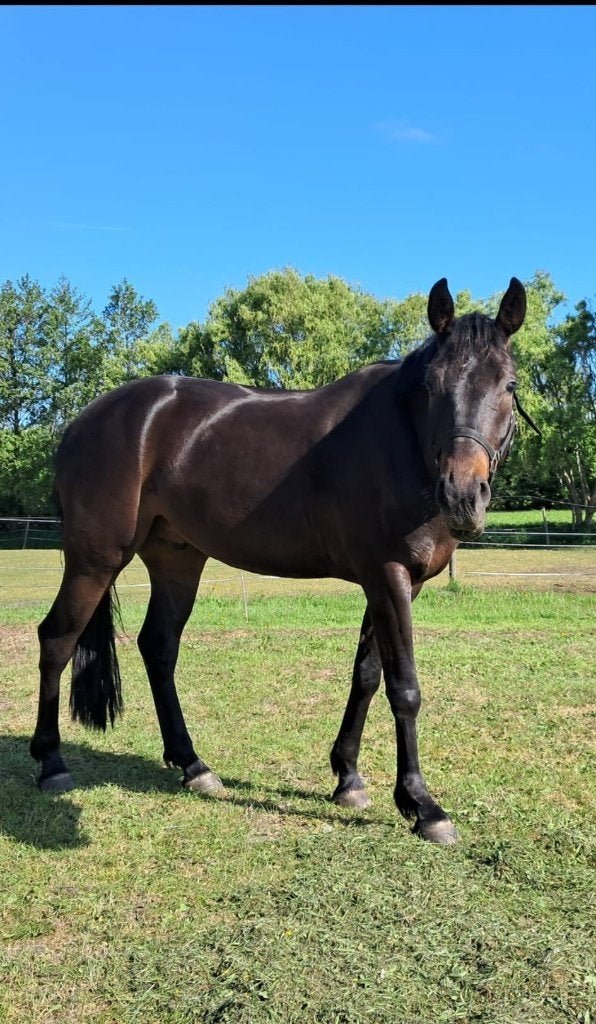 Prachtige 5-jarige KWPN ruin Levi VDL x Acobat ll, Dieren en Toebehoren, Springpaard, Ruin, 3 tot 6 jaar, 160 tot 165 cm