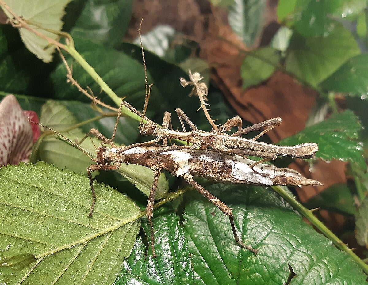Sungata inexpectata psg 195 wandelende tak, Dieren en Toebehoren, Insecten en Spinnen, Wandelende tak