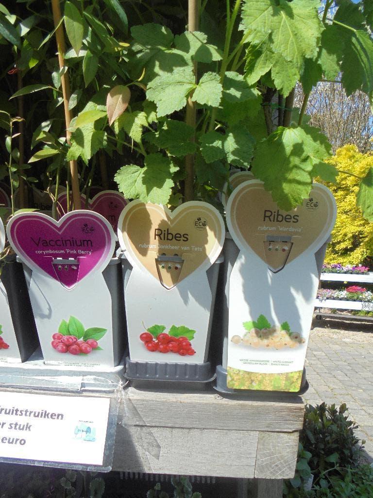 Fruit struiken, Tuin en Terras, Volle zon, Vaste plant, Ophalen of Verzenden, Zomer