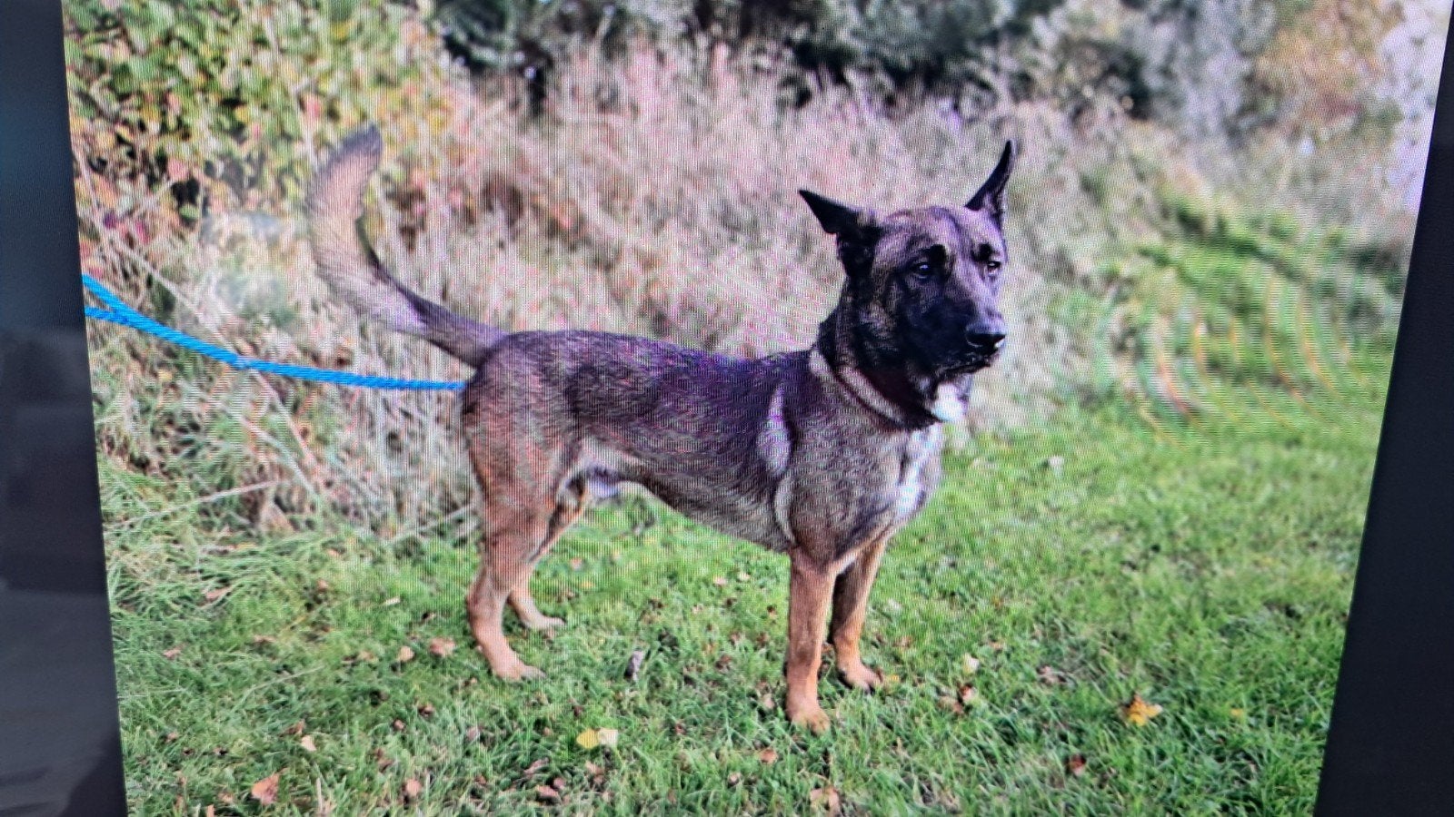 Mechelse herder reu, Dieren en Toebehoren, Honden | Herdershonden en Veedrijvers, Parvo, Eén hond, 3 tot 5 jaar, Herder