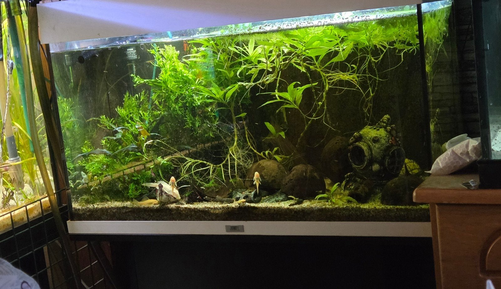 Aquarium, Ophalen, Gevuld zoetwateraquarium