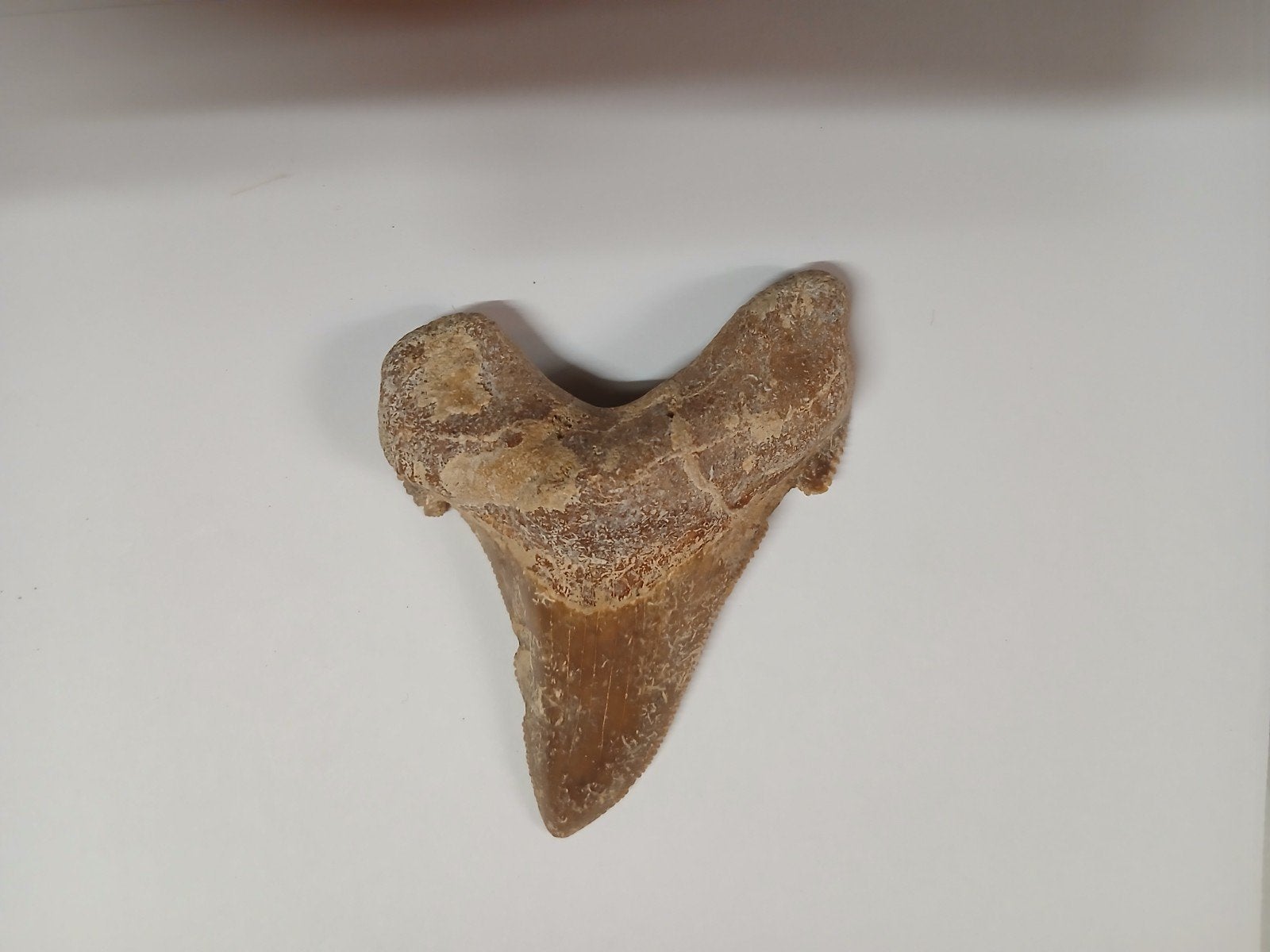 Grote fossiele haaientand - otodus sokolovi, Ophalen of Verzenden, Fossiel