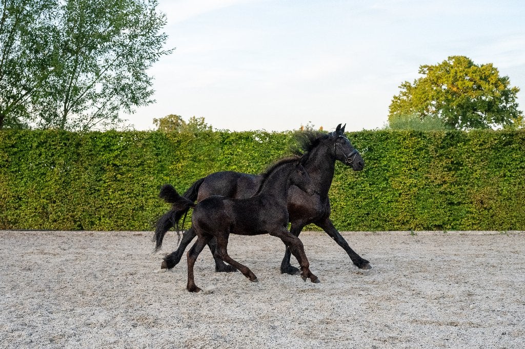 Friese drachtige ster AA merrie met merrieveulen vol papier!, Merrie, Met stamboom, Dressuurpaard, Onbeleerd