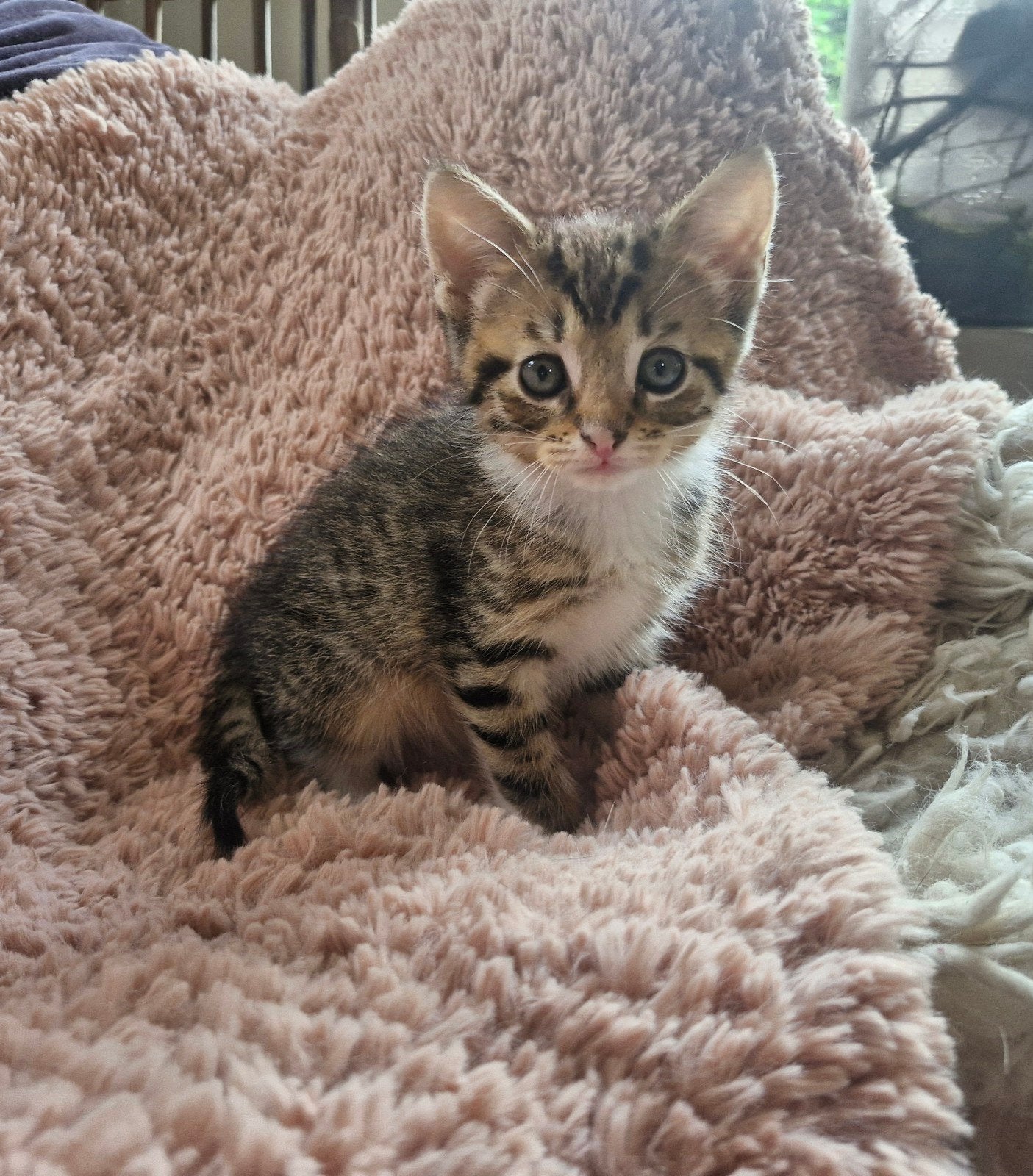 Siberische/Maine coon/Silver tabby kittens/lees omschrijving, Dieren en Toebehoren, Meerdere dieren
