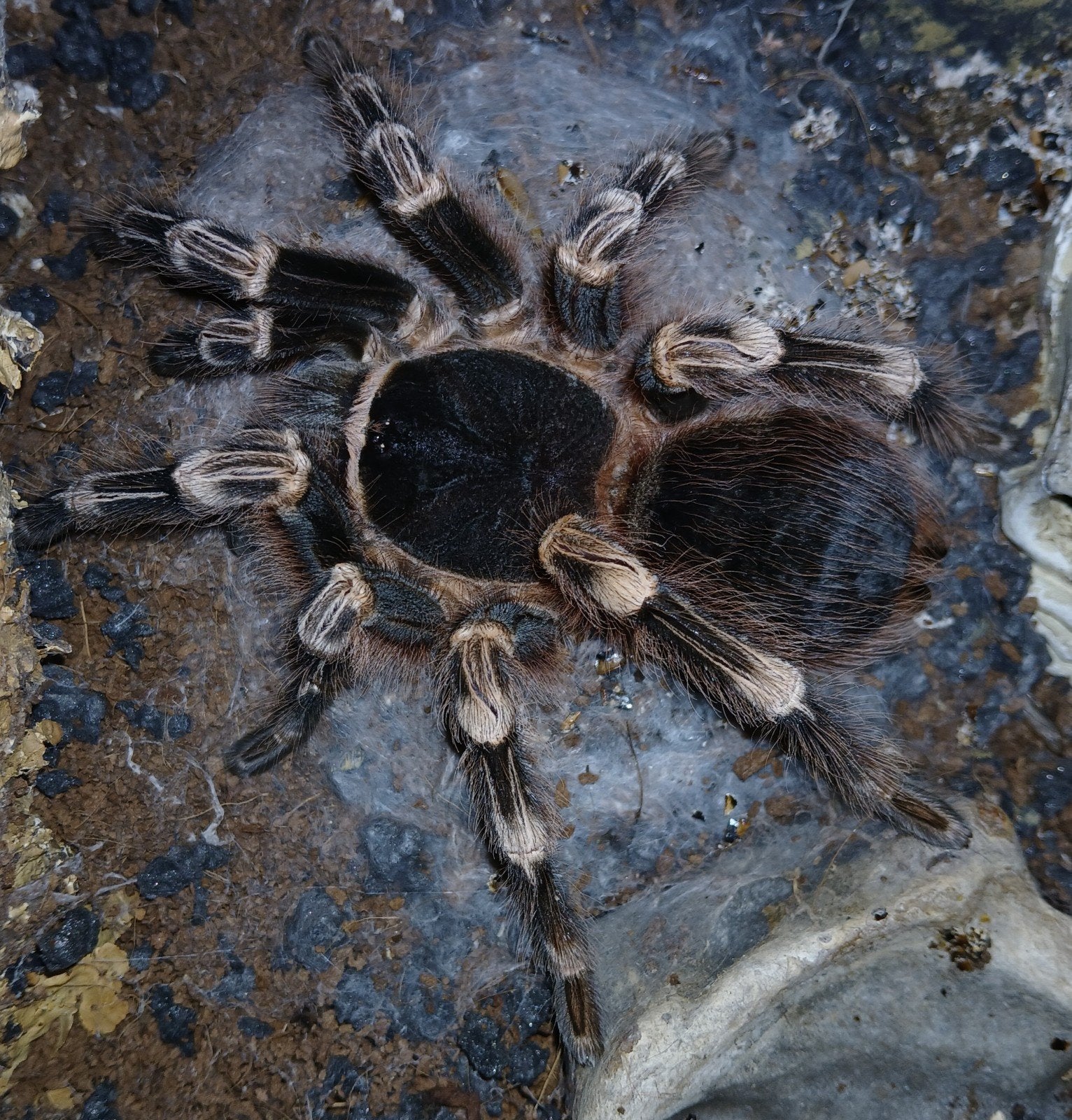 Vogelspin volwassen vrouw Acanthoscurria geniculata, Spin of Schorpioen