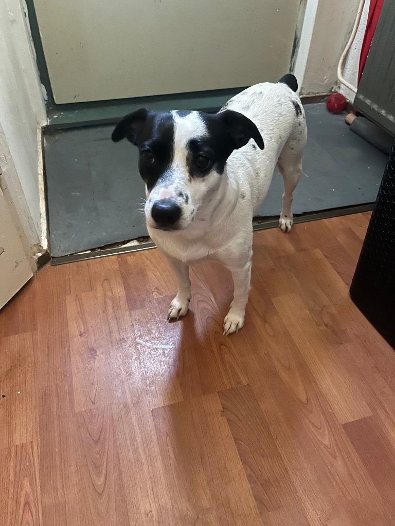 honden, Dieren en Toebehoren, Overige rassen, Teef, Eén hond, 3 tot 5 jaar
