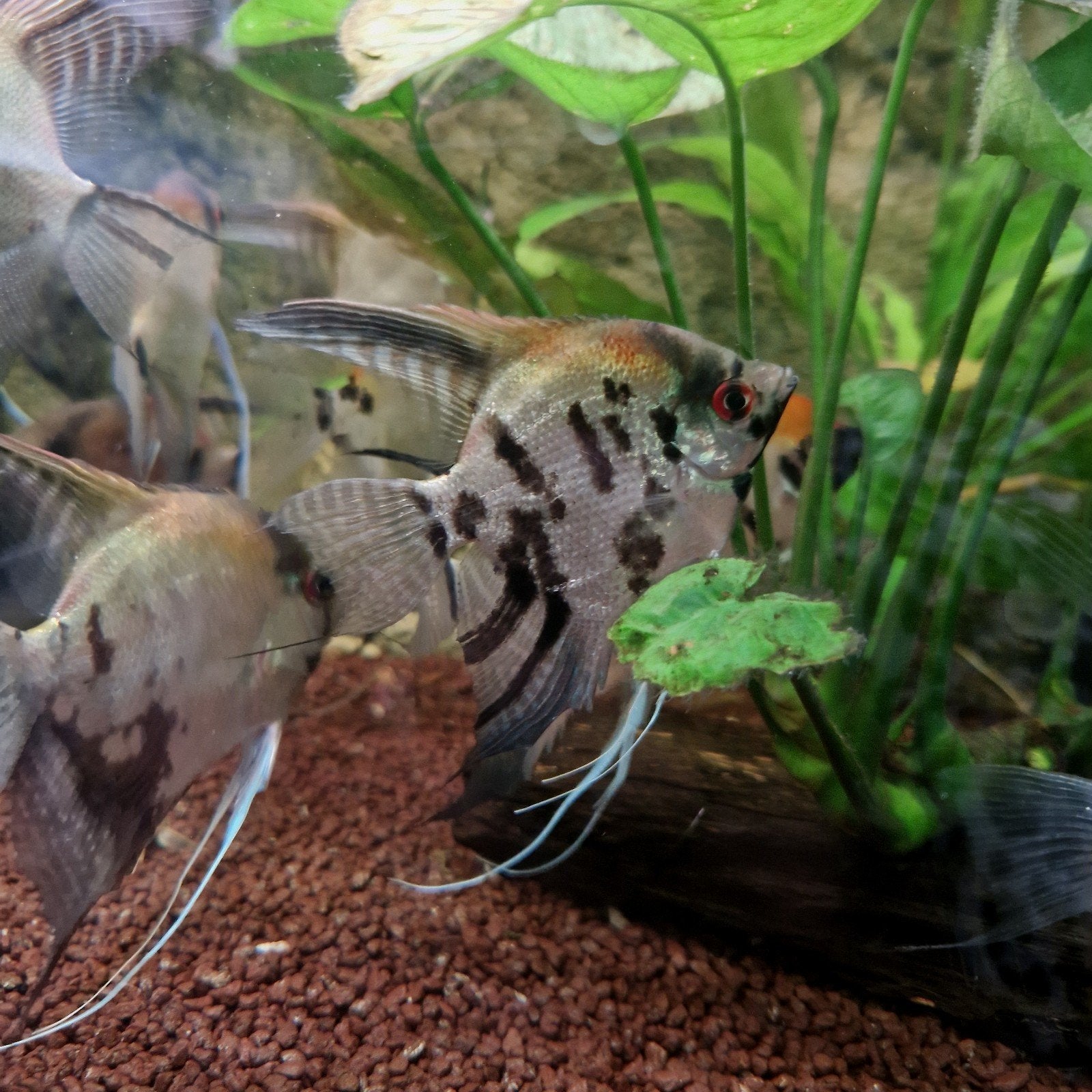Groep 8 x jong volwassen bruine maanvissen leggen al eieren, Dieren en Toebehoren, Vissen | Aquariumvissen, Vis, Zoetwatervis