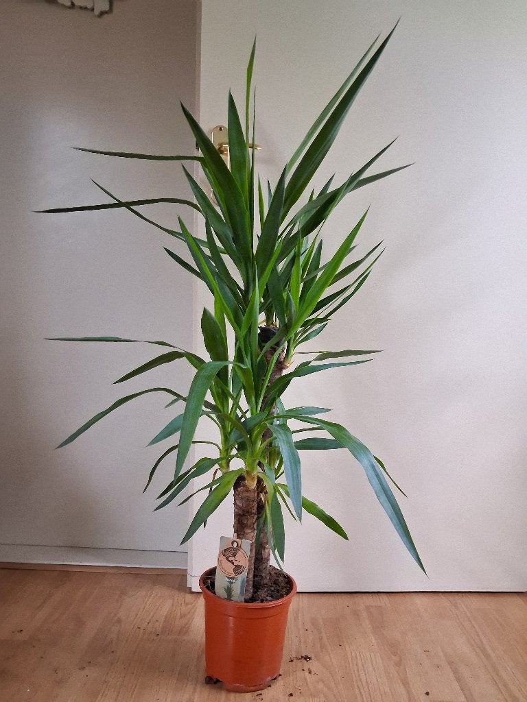 Yucca Elephantipes 2-stam - Palmlelie/Olifantspoot H: 115 cm, Ophalen, 100 tot 150 cm, Halfschaduw, Yucca