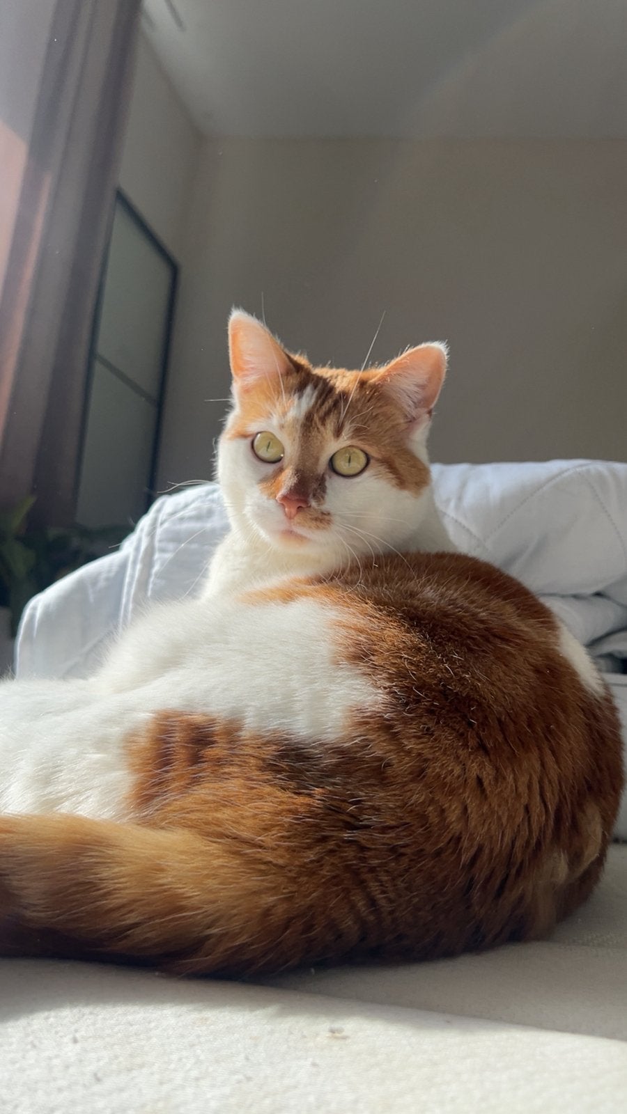 Lieve Simba zoekt een rustig nieuw thuis(Europese korthaar), Dieren en Toebehoren, Katten en Kittens | Raskatten | Korthaar, Poes