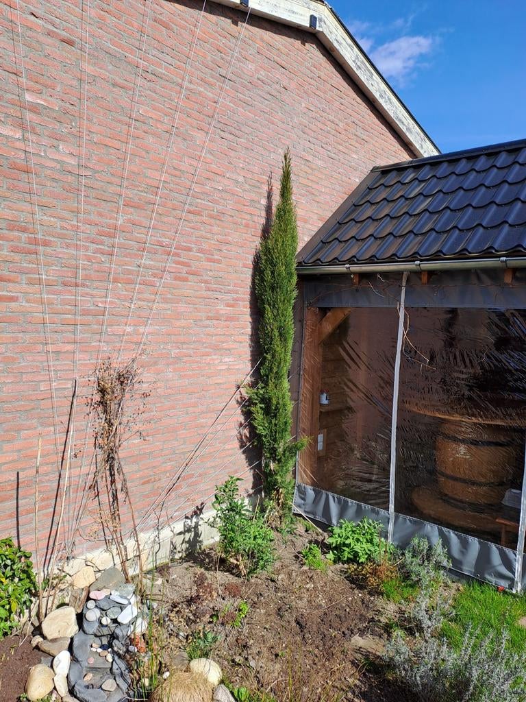 Italiaanse Cipressen 350cm, 2 stuks, Tuin en Terras, Planten | Bomen, Bloeit niet, 250 tot 400 cm, Zuilboom, Ophalen