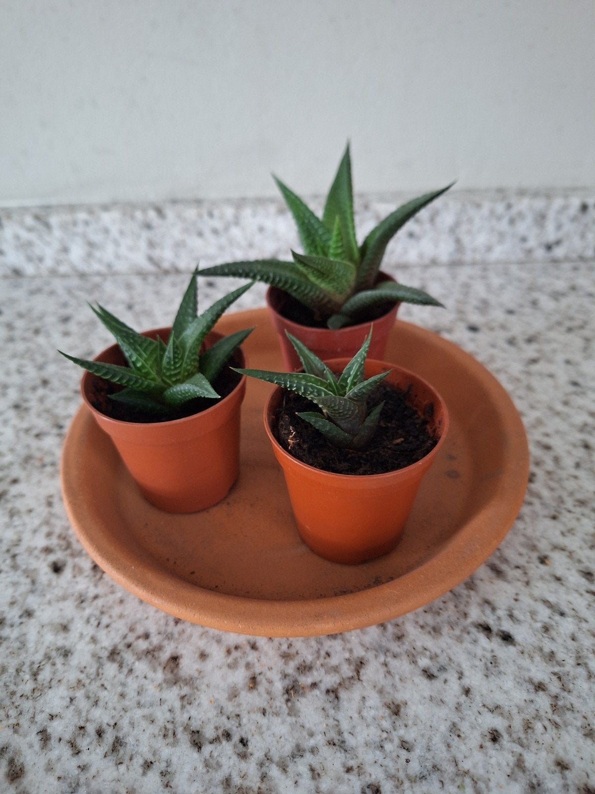 3 Haworthia vetplantjes op terracotta schaaltje, Minder dan 100 cm, Groene kamerplant, Halfschaduw, Ophalen of Verzenden