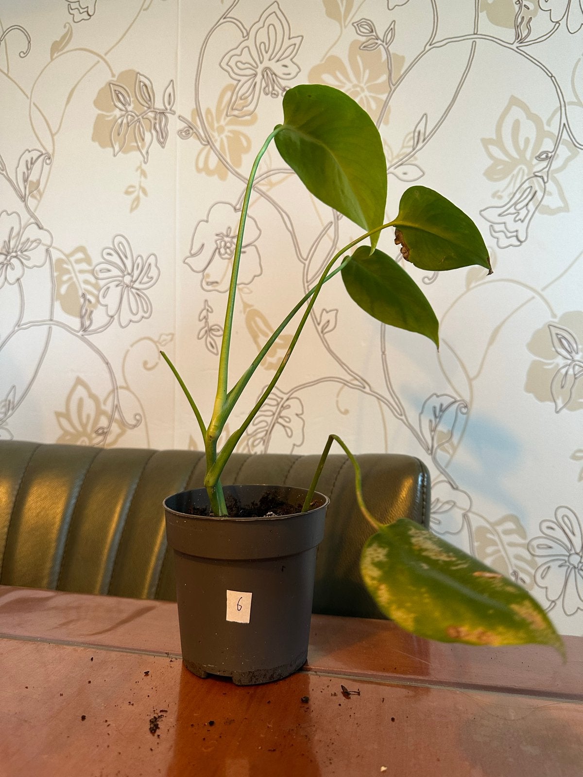 Monstera Deliciosa - gatenplant #6, Ophalen, Overige soorten, Halfschaduw, Minder dan 100 cm