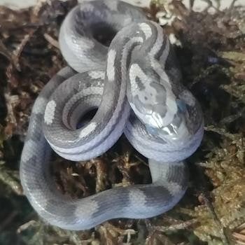 Pantherophis guttata Corn Snake photo 5