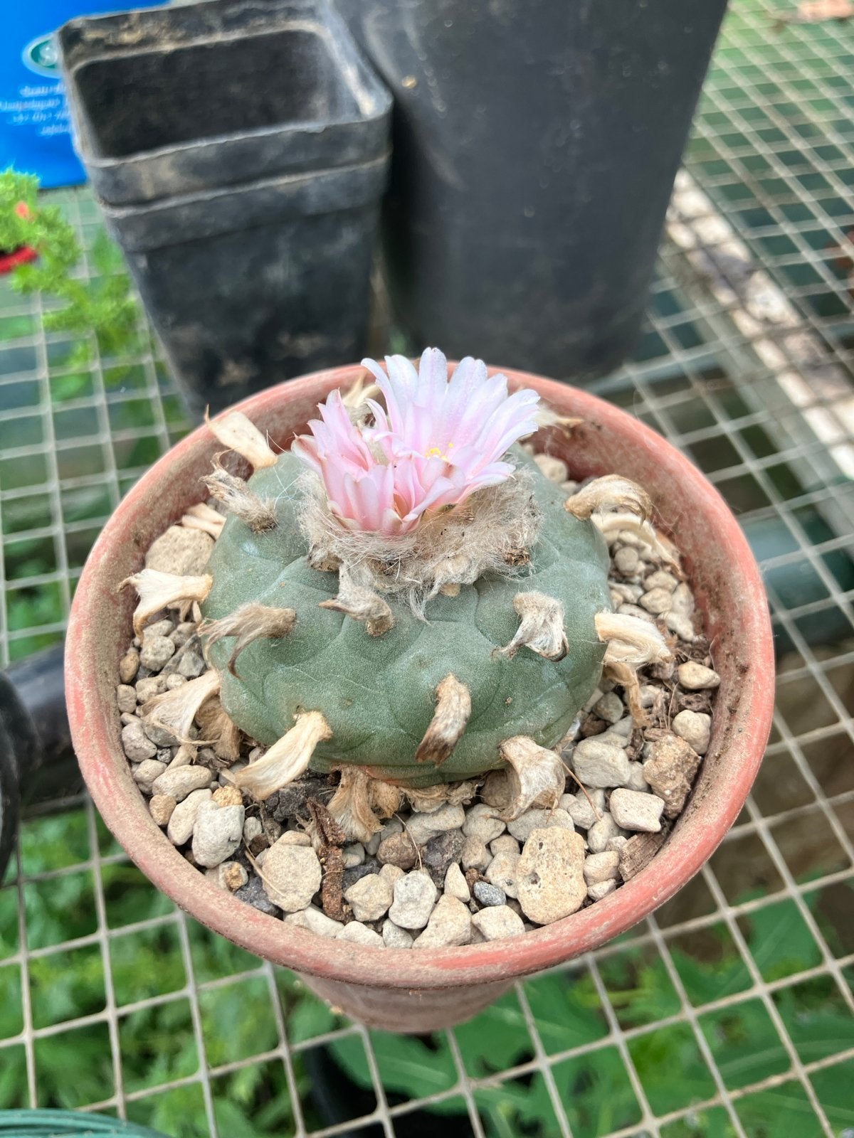 Lophophora williamsii met bloemen en zaden, Overige soorten, Volle zon, Vaste plant, Ophalen of Verzenden