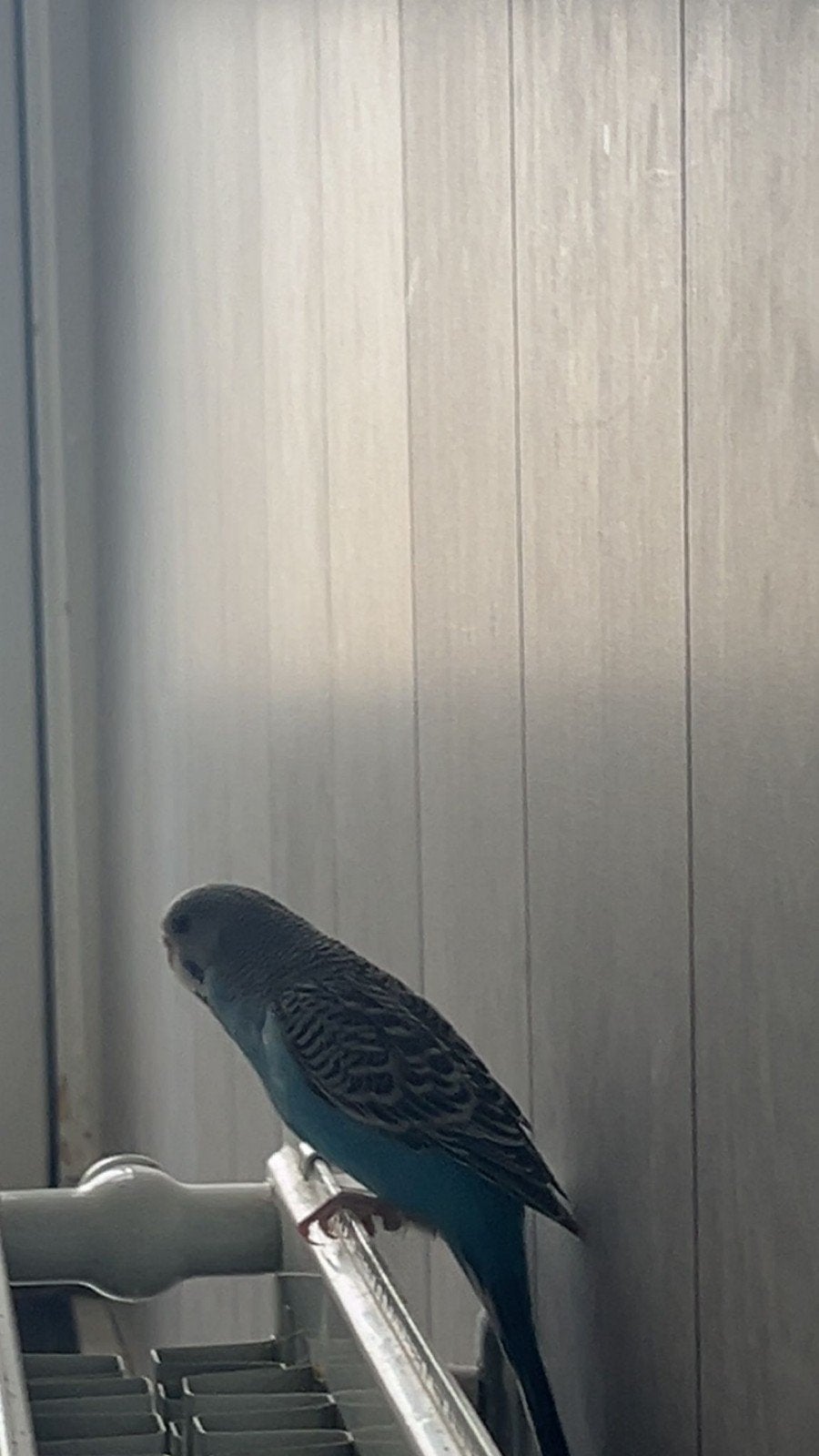 jonge grasparkiet, Dieren en Toebehoren, Vogels | Parkieten en Papegaaien, Mannelijk, Parkiet, Tam