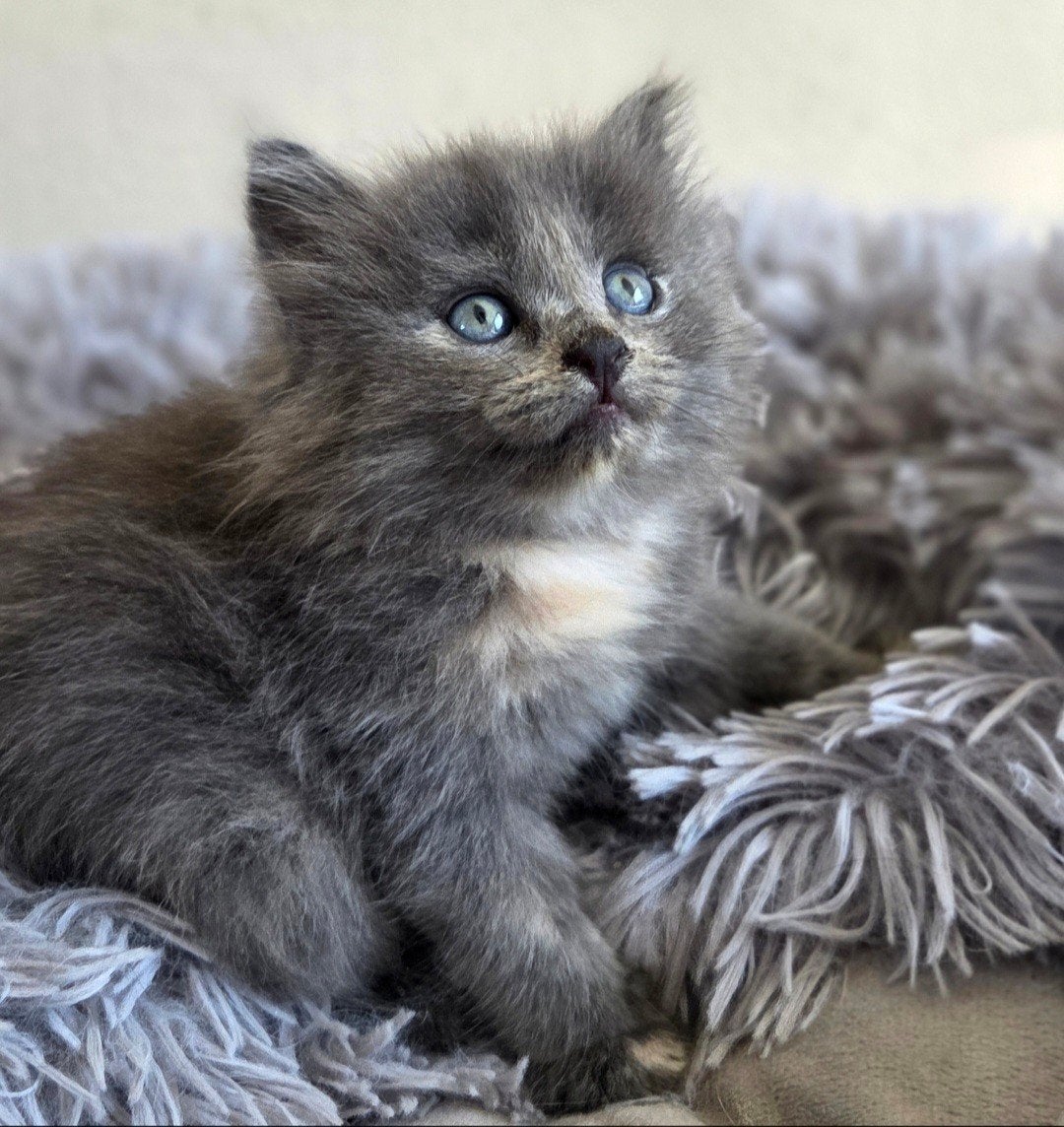 Super mooi nestje kittens, Dieren en Toebehoren, Katten en Kittens | Overige Katten, Meerdere dieren