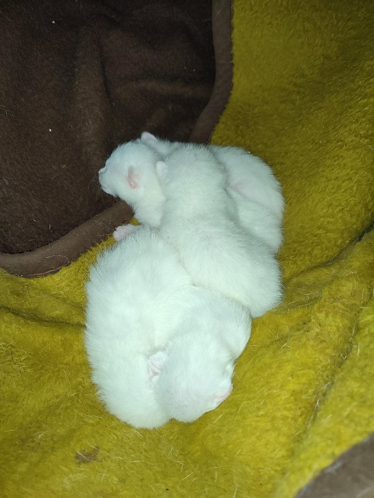 Kittens aangeboden; Moeder Turkse Van kat, Dieren en Toebehoren, Meerdere dieren, 0 tot 2 jaar