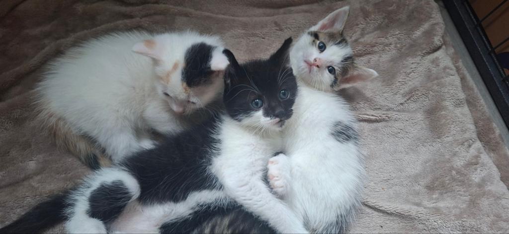 3 prachtige kittens, Dieren en Toebehoren, Katten en Kittens | Raskatten | Langhaar, Meerdere dieren, 0 tot 2 jaar